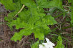 Texas bullnettle